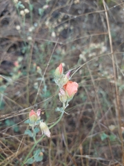 Sphaeralcea laxa