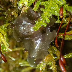 Scytinium polycarpum