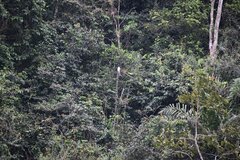 Pseudastur occidentalis