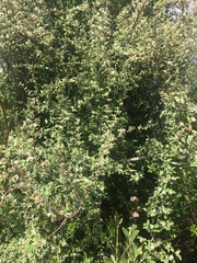 Cotoneaster pannosus