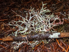 Platismatia stenophylla