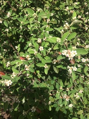 Cotoneaster pannosus