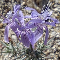 Eriastrum eremicum eremicum