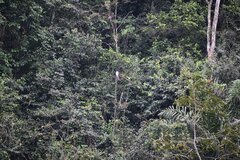 Pseudastur occidentalis