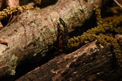 Podium rufipes