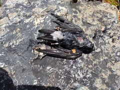 Tachycineta leucopyga