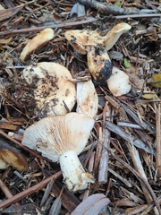 Lactarius alnicola
