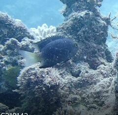 Pomacentrus flavioculus