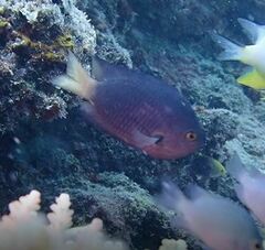 Pomacentrus flavioculus