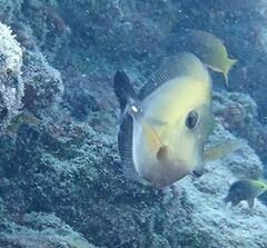Zebrasoma scopas