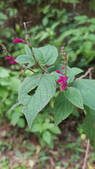 Salvia iodantha