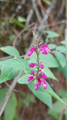 Salvia iodantha