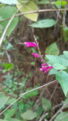 Salvia iodantha