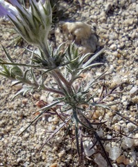 Eriastrum eremicum eremicum