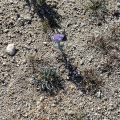 Eriastrum eremicum eremicum