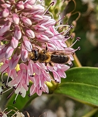 Leioproctus fulvescens