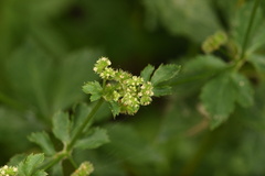 Sanicula canadensis canadensis