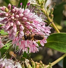 Leioproctus fulvescens