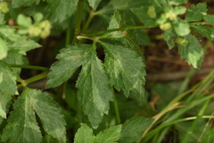 Sanicula canadensis canadensis