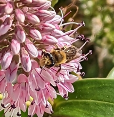 Leioproctus fulvescens