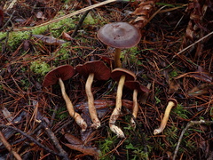 Cortinarius ominosus