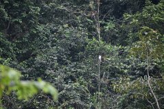 Pseudastur occidentalis