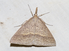 Epidesmia hypenaria