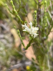 Pimelea phylicoides