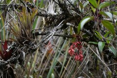 Vaccinium floribundum