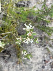 Pimelea phylicoides