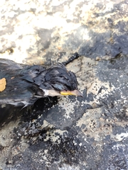 Tachycineta leucopyga