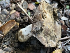 Entoloma ferruginans
