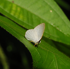Euselasia cataleuca