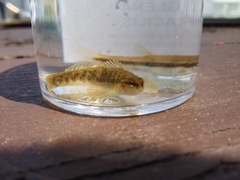 Etheostoma flabellare