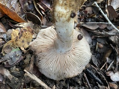 Entoloma ferruginans
