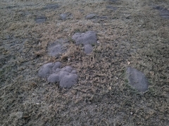 Cratogeomys castanops