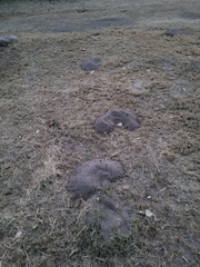 Cratogeomys castanops