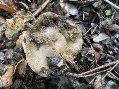 Entoloma ferruginans