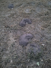 Cratogeomys castanops