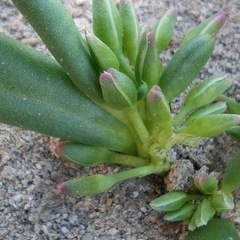 Cistanthe ambigua