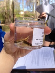 Etheostoma flabellare