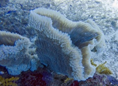 Callyspongia plicifera