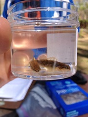 Etheostoma flabellare