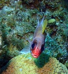 Holocentrus adscensionis