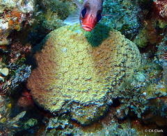 Dichocoenia stokesii