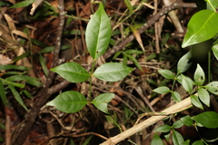 Pandorea jasminoides