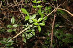 Pandorea jasminoides