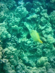 Cantherhines dumerilii