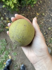 Juglans