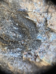 Dimelaena californica